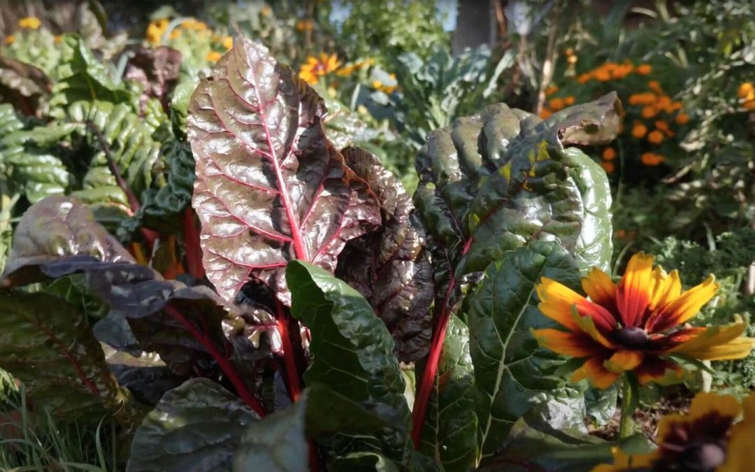 Seasonal Produce